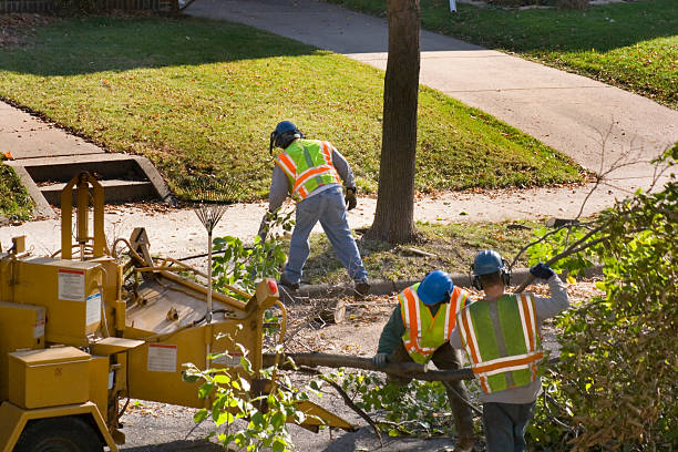 Best Fruit Tree Pruning  in Briarcliff Manor, NY